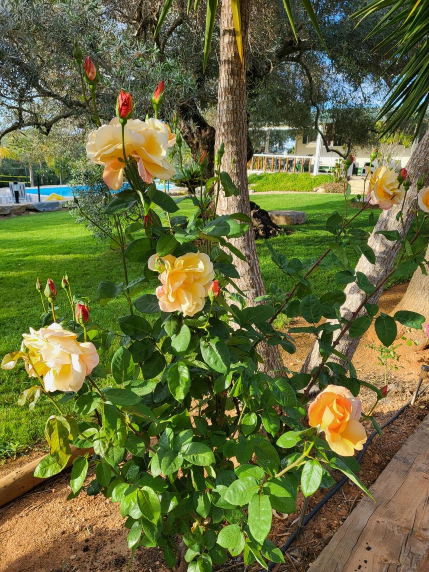 Villa Monte Da Caldeirinha Luz de Tavira Exterior foto